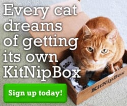 KitnipBox