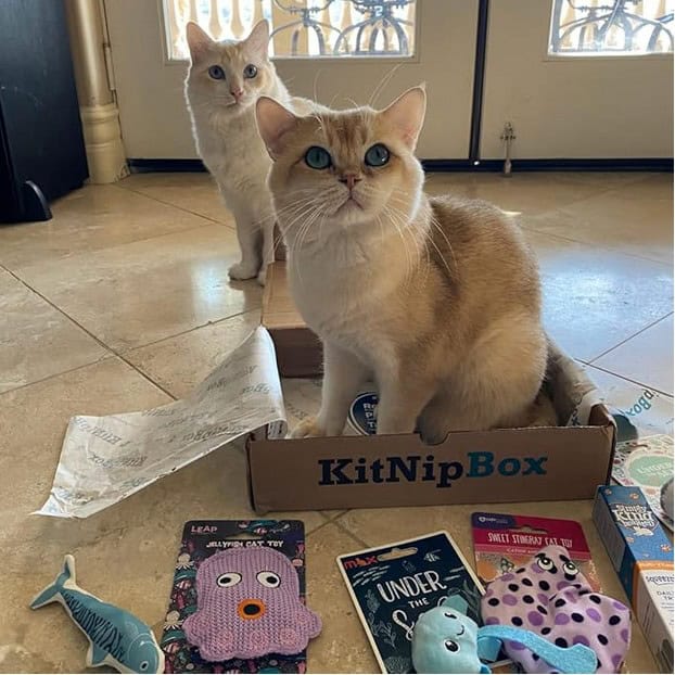 KitNipBox 3