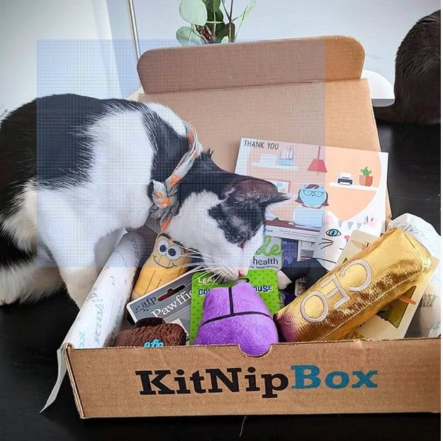 KitnipBox 6